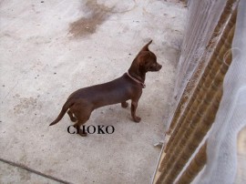 CHOKO